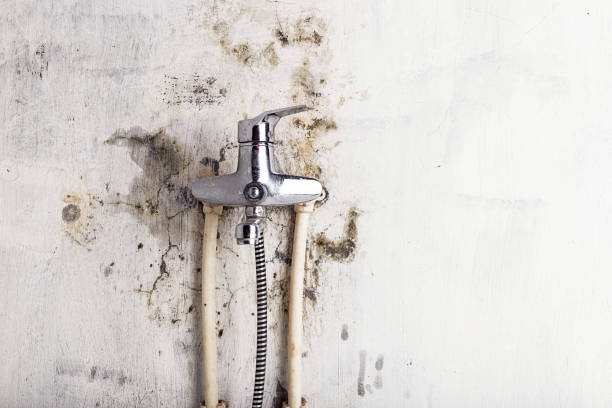Best Mold Testing  in Wales, WI