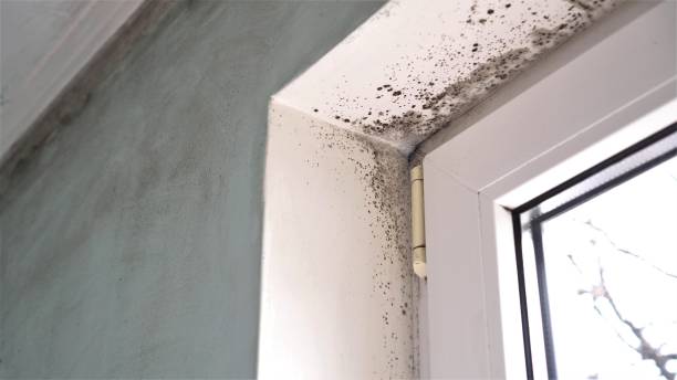 Best Mold Remediation  in Wales, WI