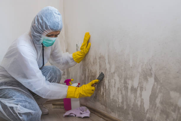 Wales, WI Mold Removal Company