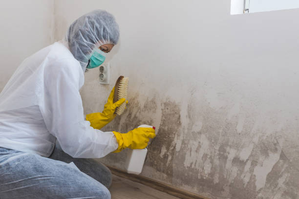 Best Black Mold Removal  in Wales, WI
