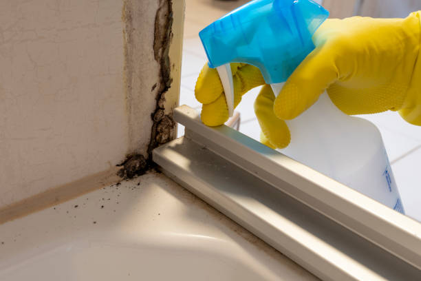 Best Office Mold Removal Services  in Wales, WI