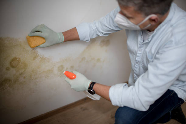 Attic Mold Removal in Wales, WI