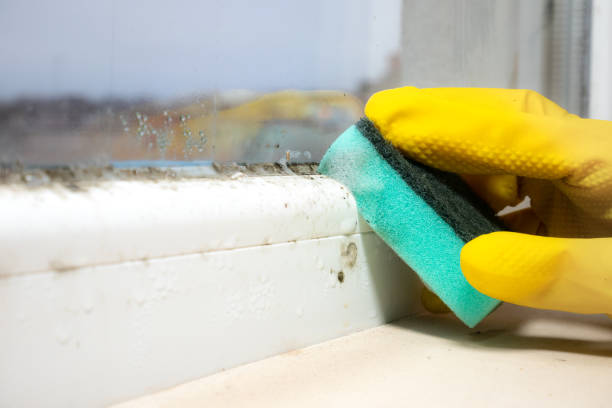 Best Attic Mold Removal  in Wales, WI
