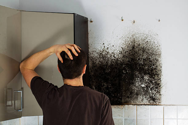 Best Same-Day Mold Removal  in Wales, WI