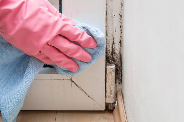 Best Water Damage Restoration  in Wales, WI