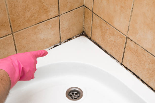 Best Emergency Mold Removal  in Wales, WI