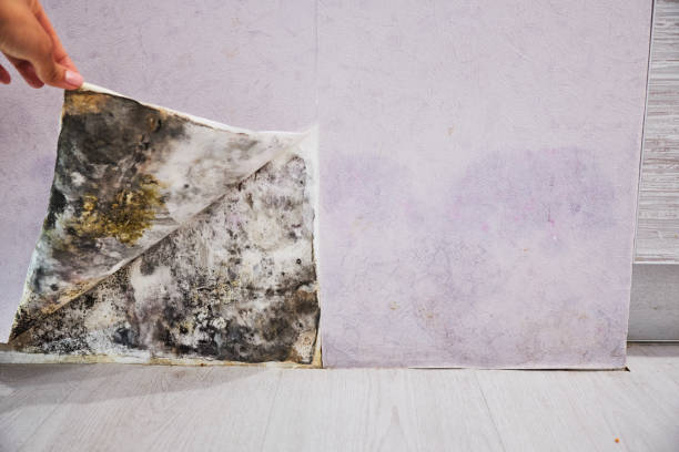 Best Mold Remediation Services  in Wales, WI